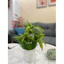chậu hoa thuỷ trúc 40cm full combo như hình - cây giả trang trí