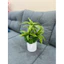 chậu hoa thuỷ trúc 40cm full combo như hình - cây giả trang trí