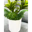 chậu hoa thuỷ trúc 40cm full combo như hình - cây giả trang trí