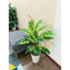 cây chuối giả 80cm - 18 nhánh lá