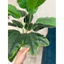 cây chuối giả 80cm - 18 nhánh lá