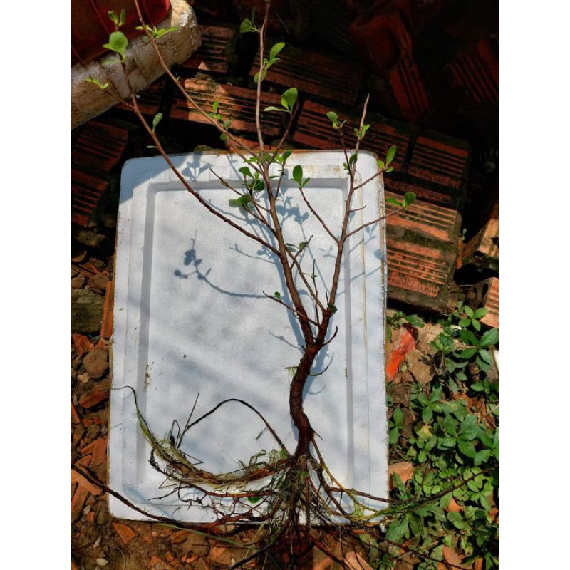 Cây Rù Rì Thủy Sinh (Size to). cóc trắng. | Shopee Việt Nam
