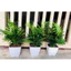 Chậu nhựa V20 vuông trồng hoa cây cảnh văn phòng , chậu vuông màu trắng dày đẹp, KT 20x20cm
