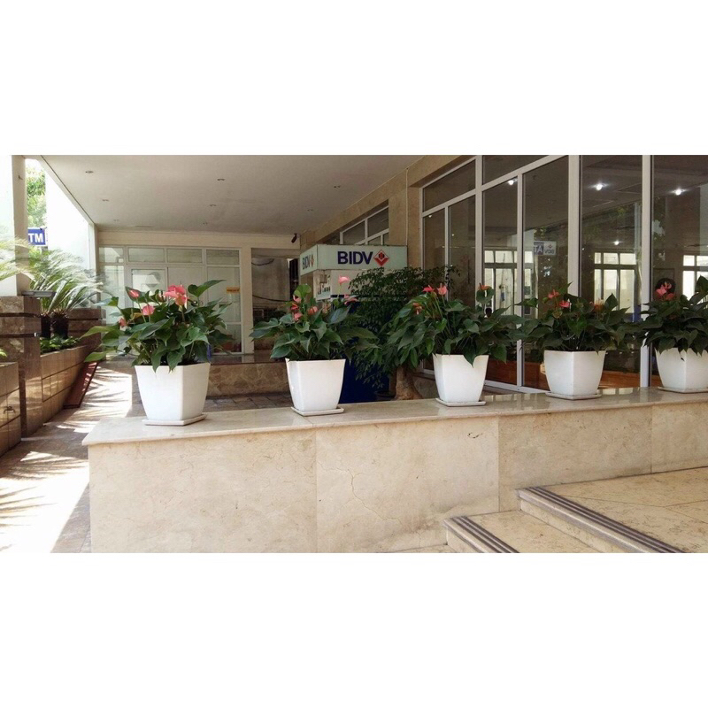 [CHẬU LOẠI 1]Chậu nhựa V20 vuông trồng hoa cây cảnh văn phòng , chậu vuông màu trắng dày đẹp, KT 20x20cm