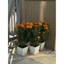 Chậu nhựa V20 vuông trồng hoa cây cảnh văn phòng , chậu vuông màu trắng dày đẹp, KT 20x20cm
