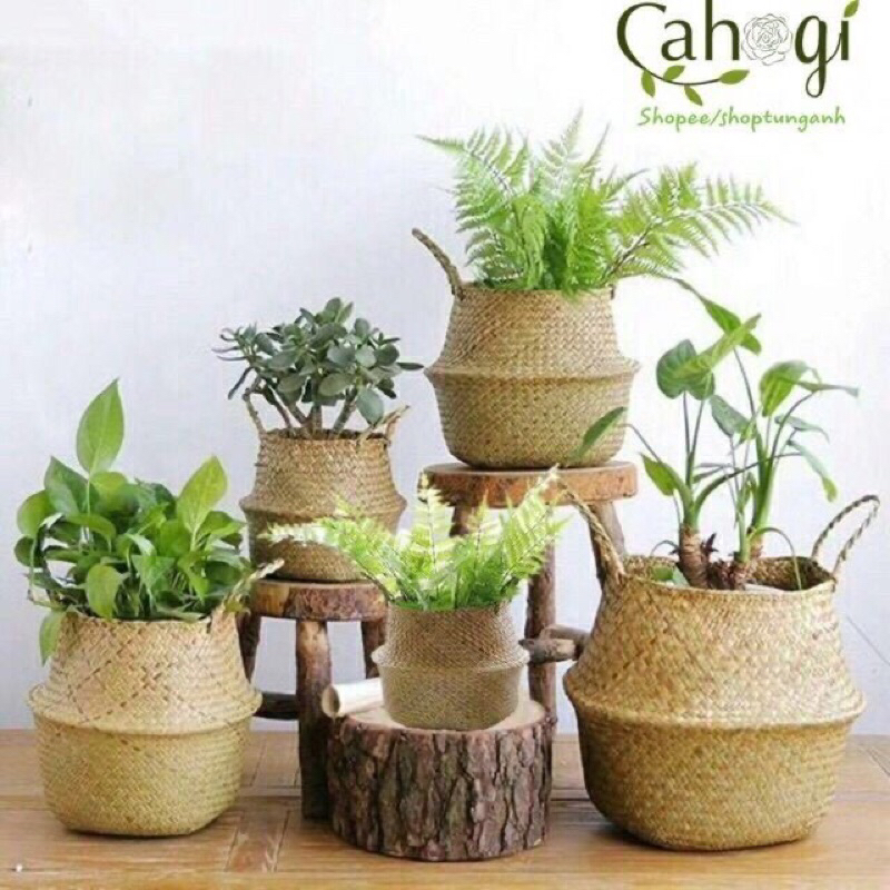 Giỏ cói dùng trồng cây và trang trí nhà và decor quán siêu đẹp