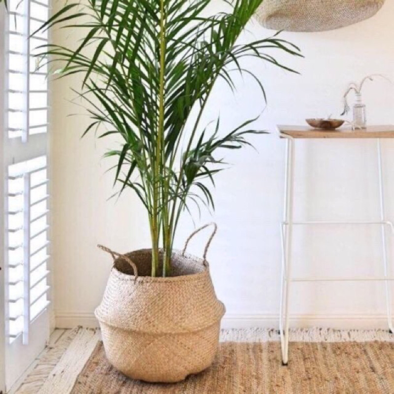 Giỏ cói dùng trồng cây và trang trí nhà và decor quán siêu đẹp