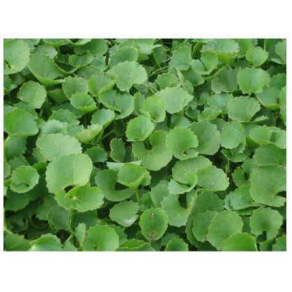 Cây rau má giống ( 5-10 khóm ) | Shopee Việt Nam
