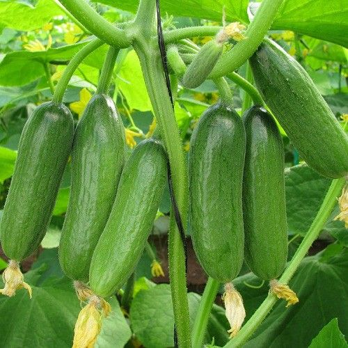 Hạt Giống Dưa Chuột Chùm Siêu Trái (Gói 10 Hạt) -[MUA 5 TẶNG 1 CÙNG LOẠI -  Dễ Trồng, Bội Thu] | Shopee Việt Nam