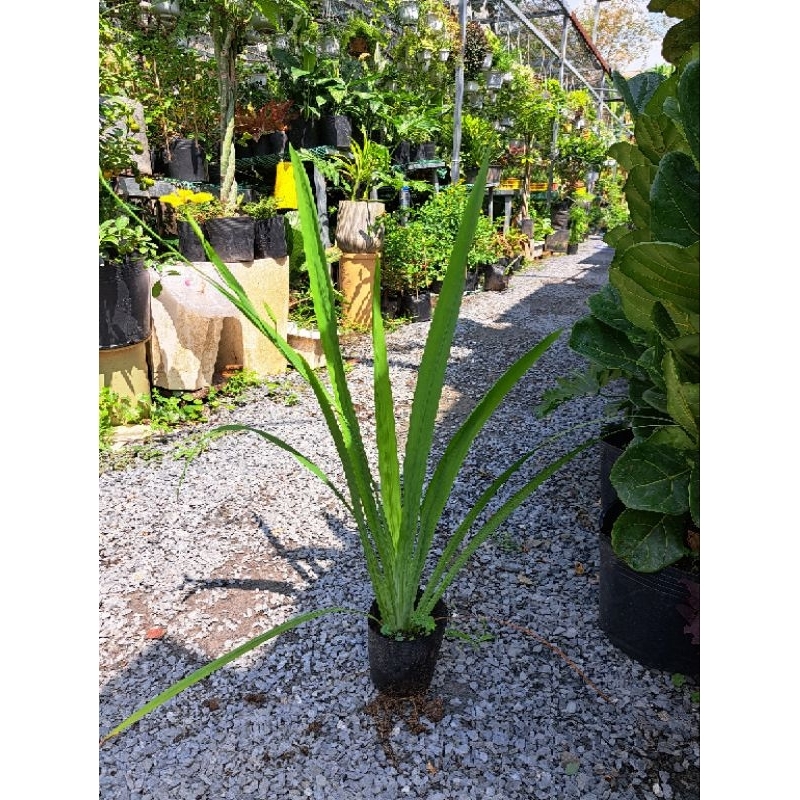 Cây lan rẻ quạt vàng, lan lúa ( cao 30-40cm) | Shopee Việt Nam