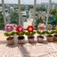 Chậu hoa mini bằng len handmade để bàn học, bàn làm việc, làm quà tặng, decor chụp ảnh cực xinh