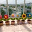 Chậu hoa mini bằng len handmade để bàn học, bàn làm việc, làm quà tặng, decor chụp ảnh cực xinh