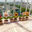 Chậu hoa mini bằng len handmade để bàn học, bàn làm việc, làm quà tặng, decor chụp ảnh cực xinh
