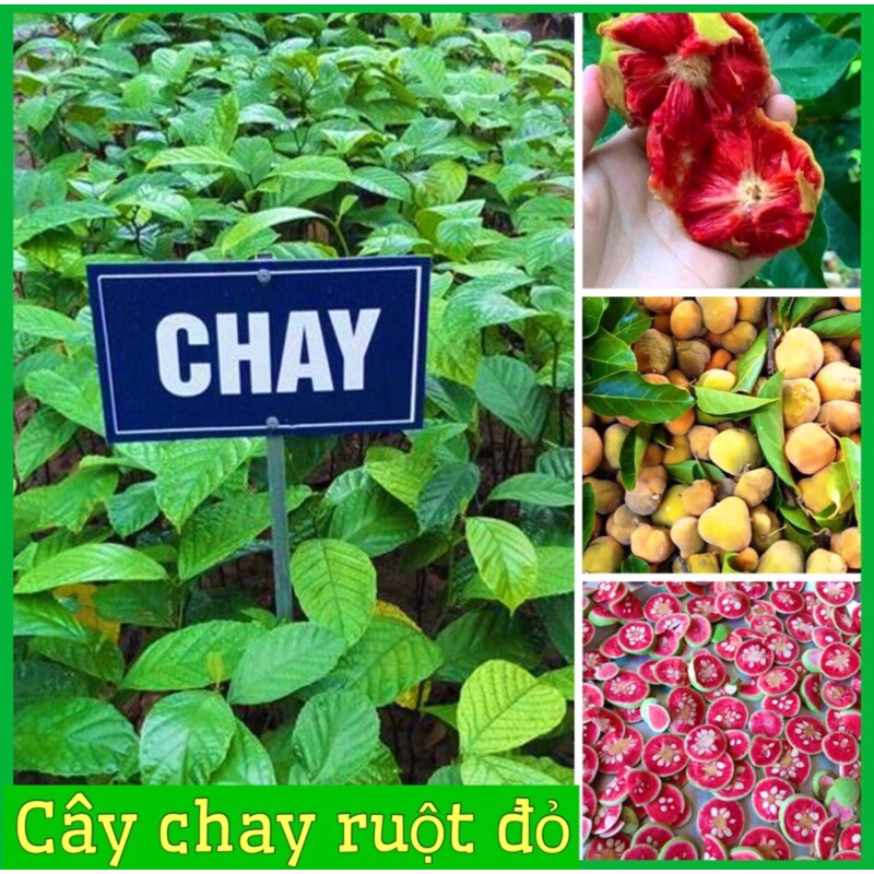 Cây chay giống ruột đỏ | Shopee Việt Nam