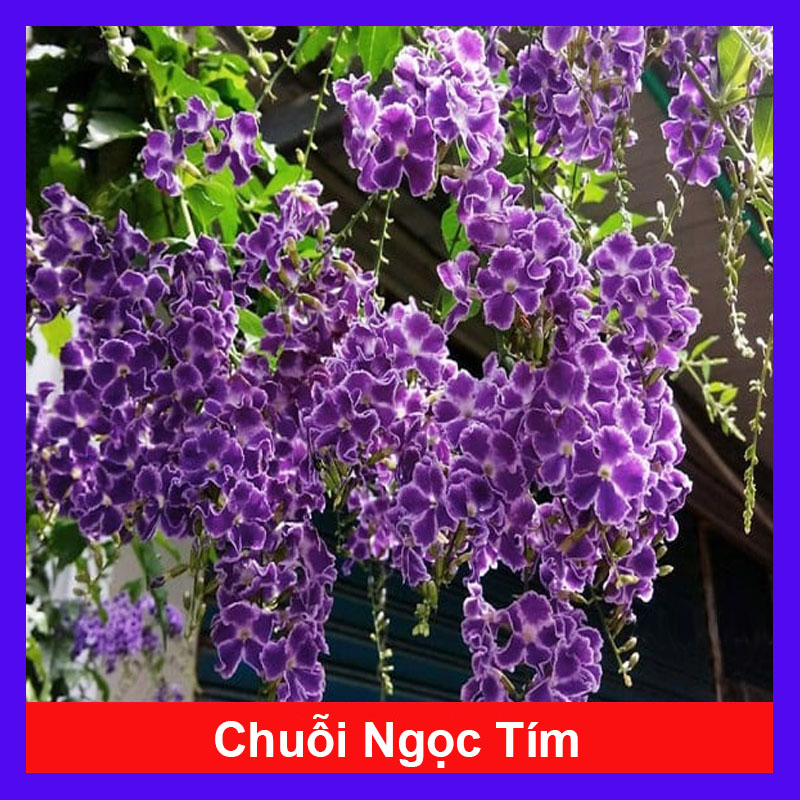 Cây Chuỗi Ngọc Tím - chuỗi ngọc thái siêu bông