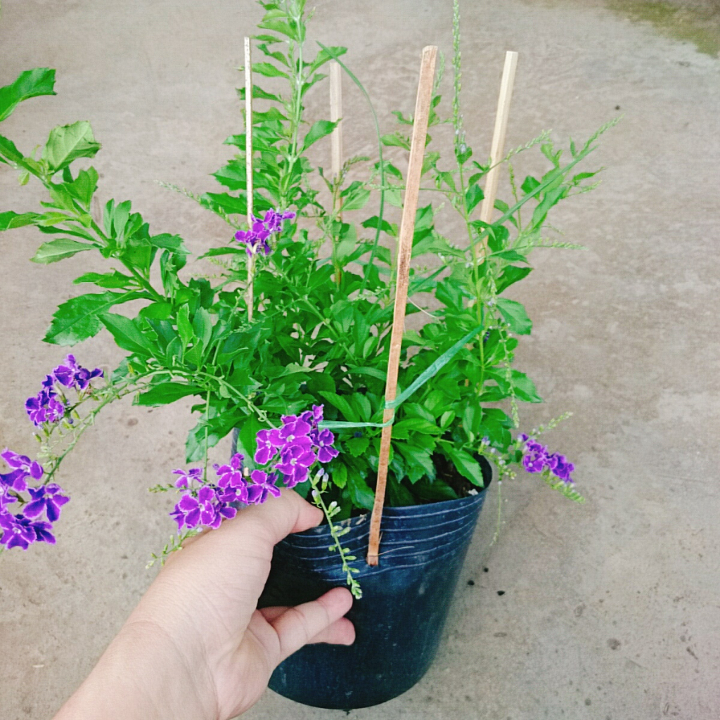 Cây Chuỗi Ngọc Tím - chuỗi ngọc thái siêu bông