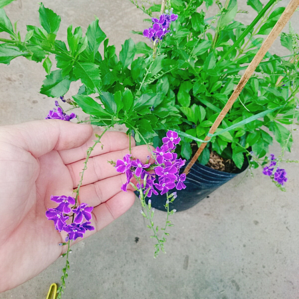 Cây Chuỗi Ngọc Tím - chuỗi ngọc thái siêu bông