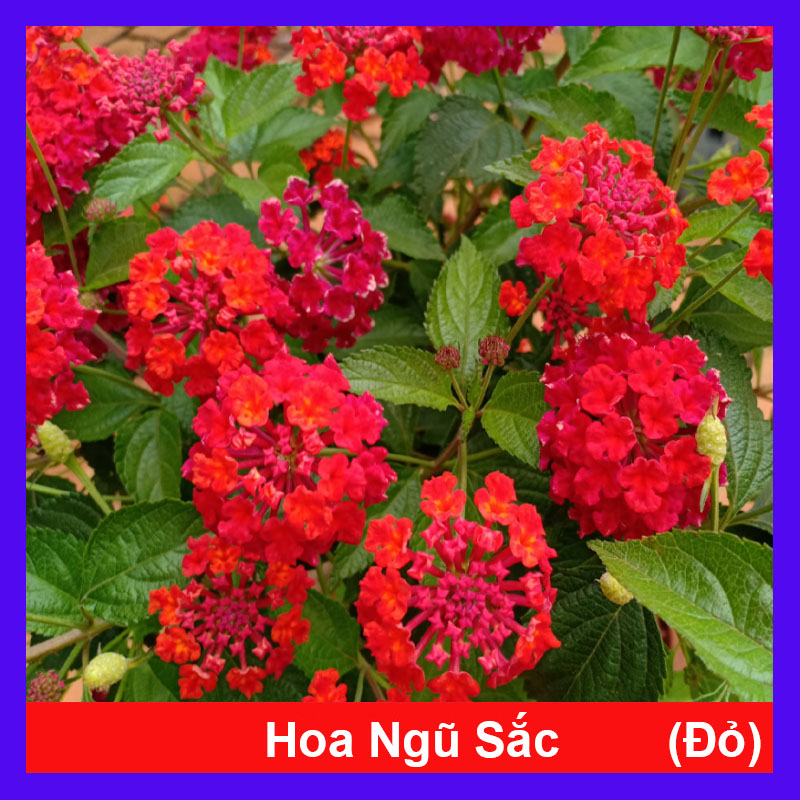 Hoa Ngũ Sắc (Đỏ) - Hoa Trâm Ổi Đỏ