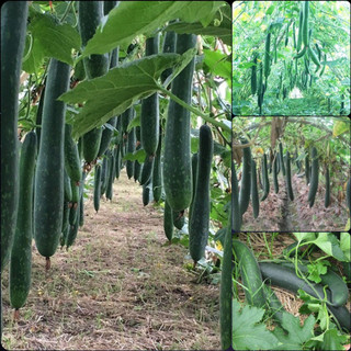 Hạt giống bí đao xanh cao sản gói 20 hạt