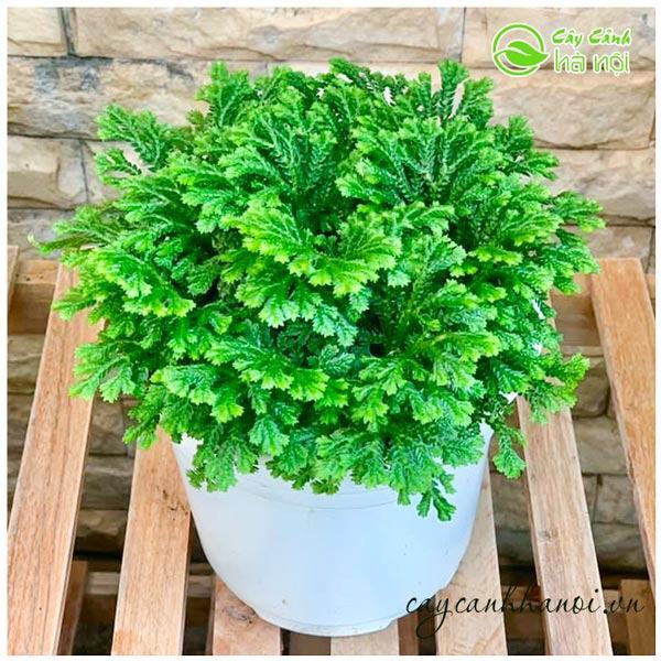 Cây rêu san hô - Rêu phong uyển (ảnh thật). | Shopee Việt Nam