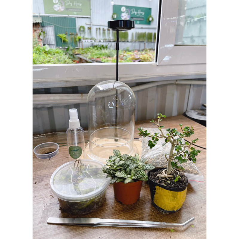 combo setup trồng cây trong bể kính Terrarium GreenNatural