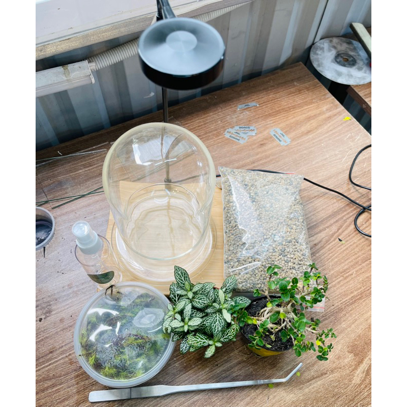 combo setup trồng cây trong bể kính Terrarium GreenNatural