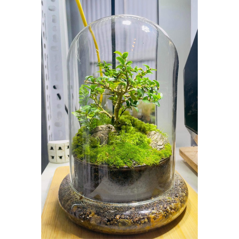 combo setup trồng cây trong bể kính Terrarium GreenNatural