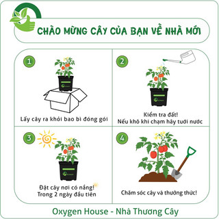 CÂY HÀM HƯƠNG