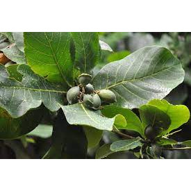 Lá bàng tươi có đơn mới hái 500gr