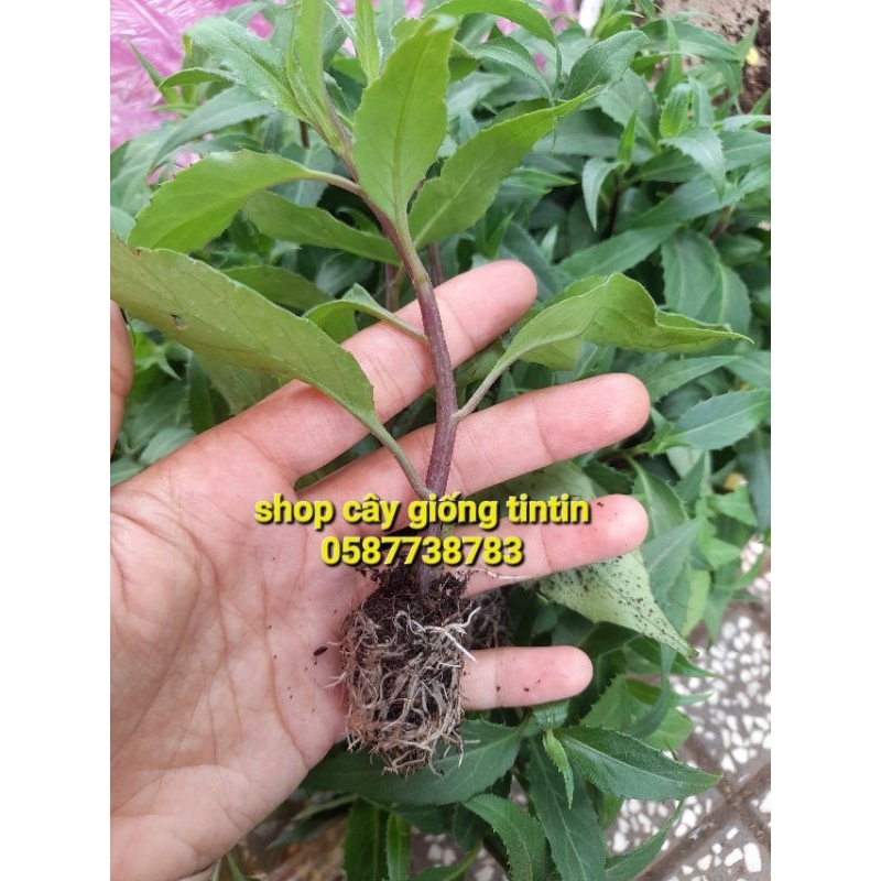 Combo 5 Cây giống rau lủi rừng Gia Lai, rau lủi. Giao hỏa tốc Tp HCM ...