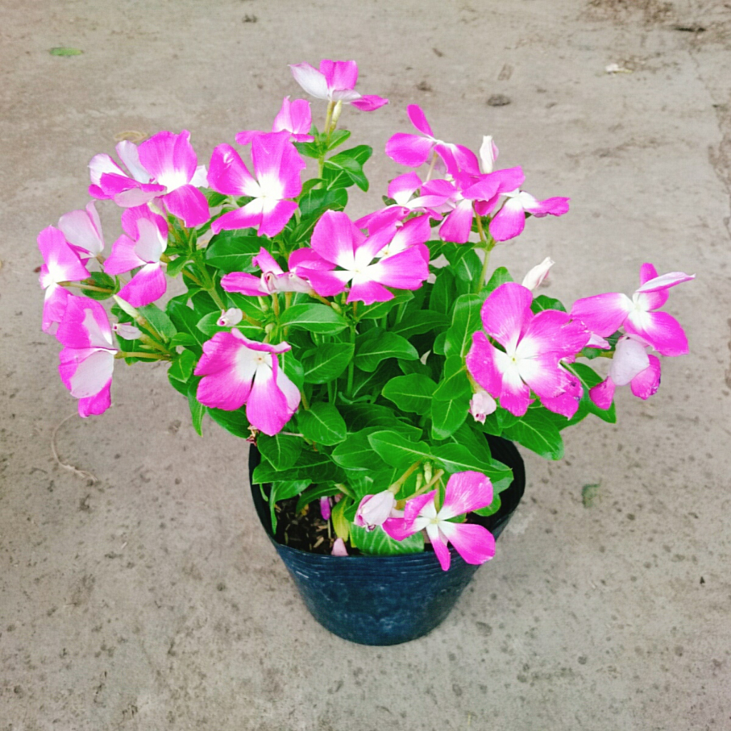 Cây hoa dừa cạn (Tím) , cây nở hoa rực rỡ quanh năm, cây hoa cảnh trồng ban công, sân vườn
