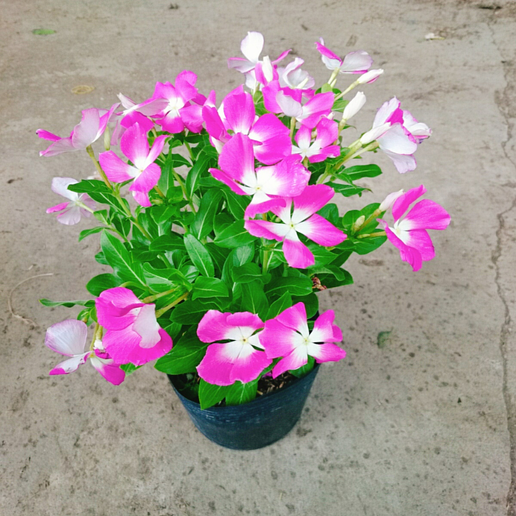 Cây hoa dừa cạn (Tím) , cây nở hoa rực rỡ quanh năm, cây hoa cảnh trồng ban công, sân vườn