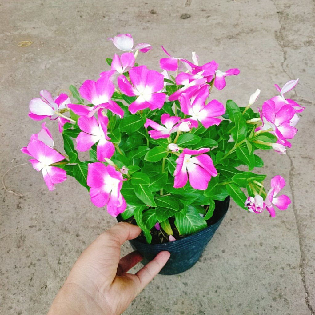 Cây hoa dừa cạn (Tím) , cây nở hoa rực rỡ quanh năm, cây hoa cảnh trồng ban công, sân vườn