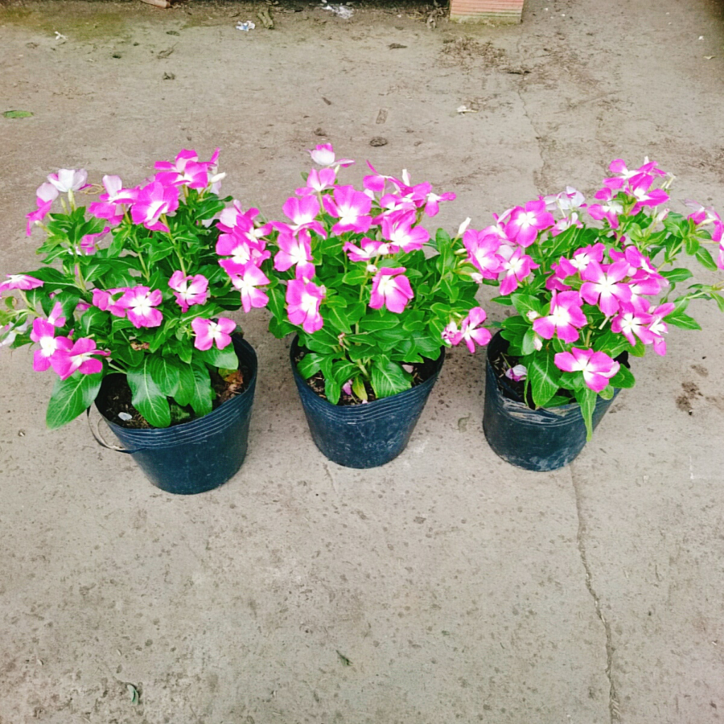 Cây hoa dừa cạn (Tím) , cây nở hoa rực rỡ quanh năm, cây hoa cảnh trồng ban công, sân vườn