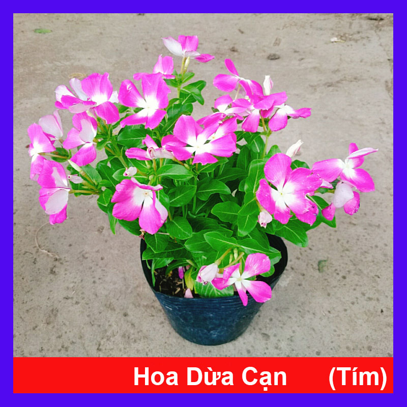 Cây hoa dừa cạn (Tím) , cây nở hoa rực rỡ quanh năm, cây hoa cảnh trồng ban công, sân vườn