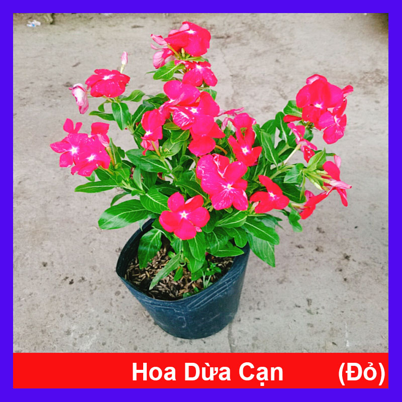 Cây hoa dừa cạn (Đỏ) , cây nở hoa rực rỡ quanh năm, cây hoa cảnh trồng ban công, sân vườn