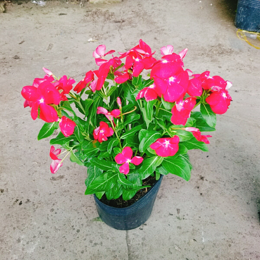 Cây hoa dừa cạn (Đỏ) , cây nở hoa rực rỡ quanh năm, cây hoa cảnh trồng ban công, sân vườn