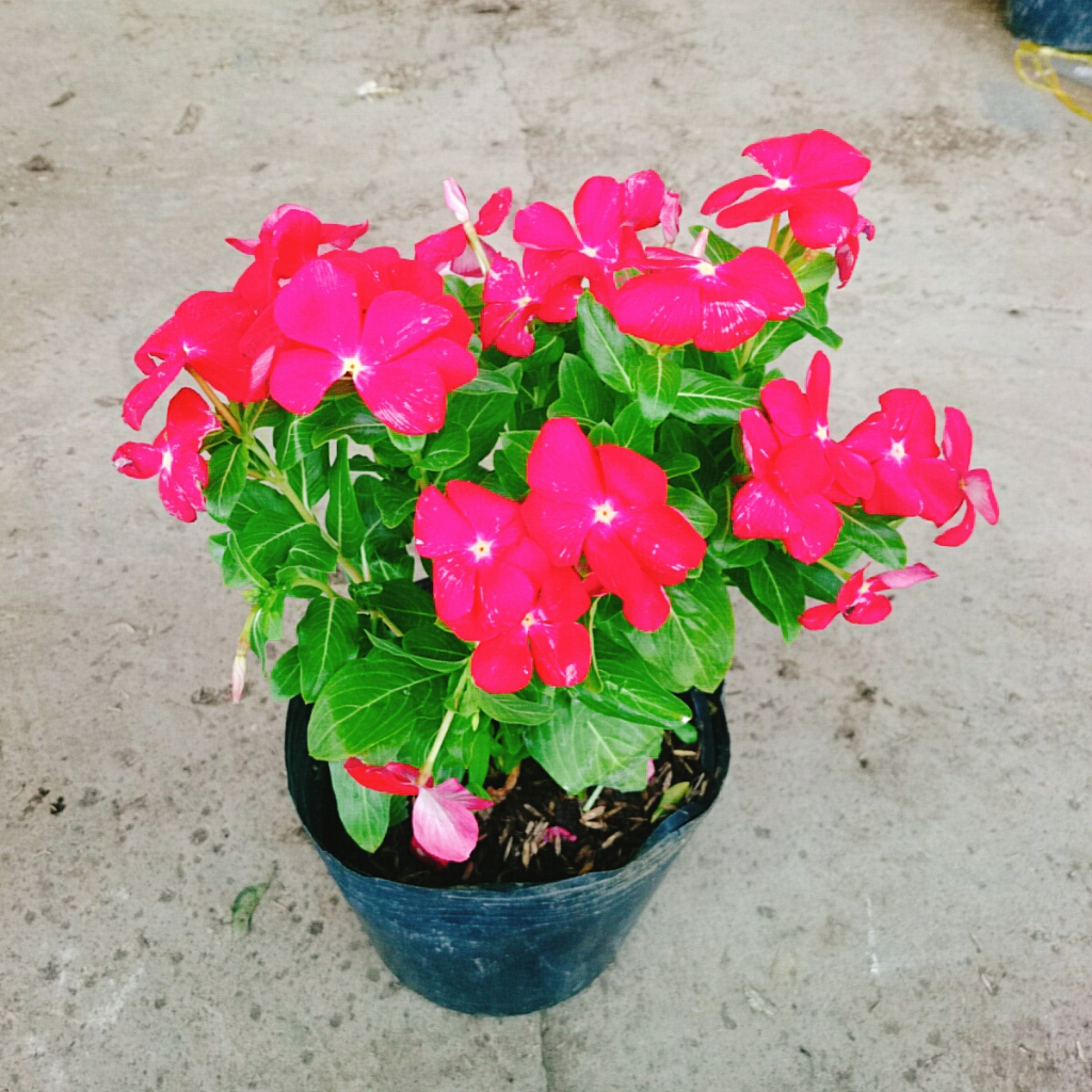 Cây hoa dừa cạn (Đỏ) , cây nở hoa rực rỡ quanh năm, cây hoa cảnh trồng ban công, sân vườn