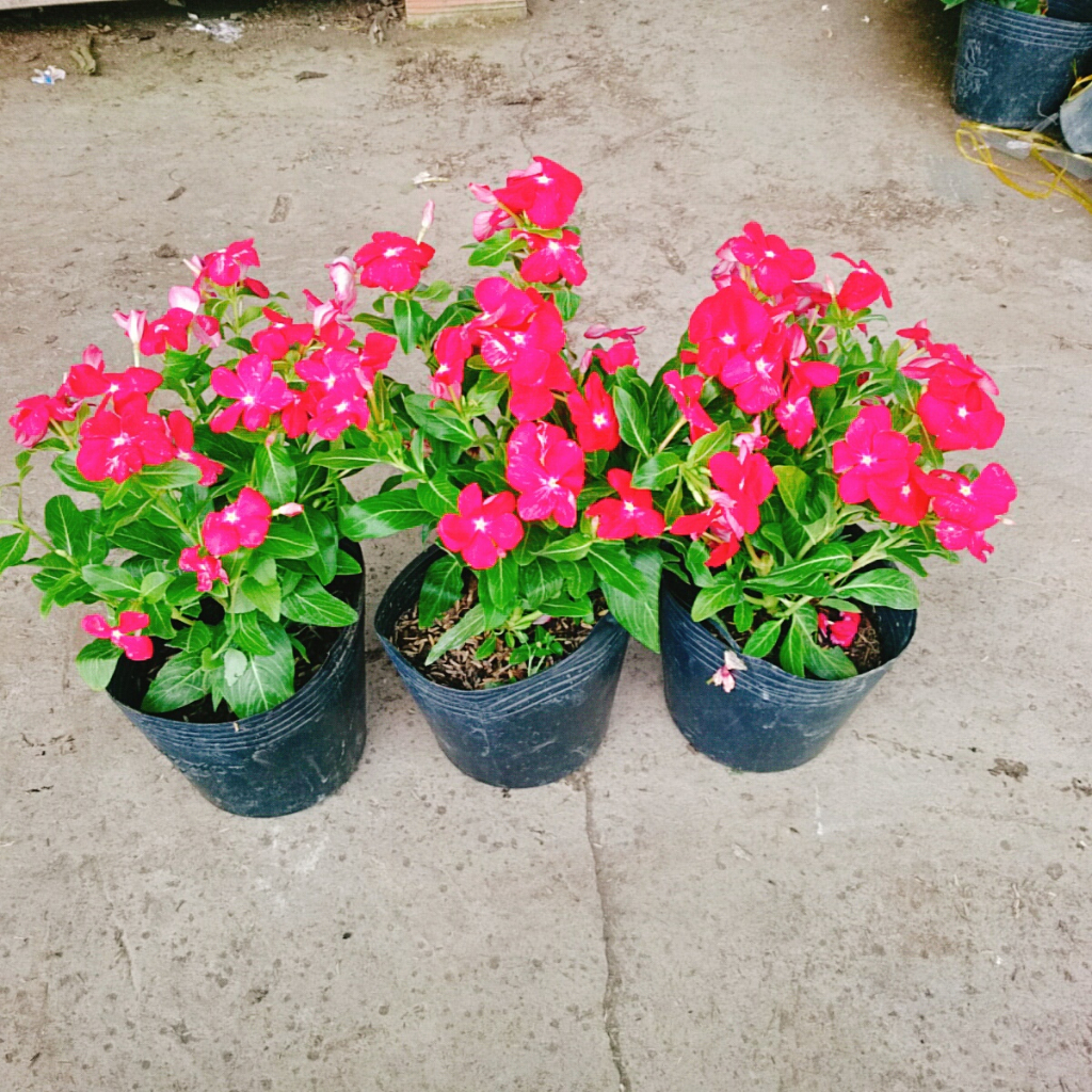 Cây hoa dừa cạn (Đỏ) , cây nở hoa rực rỡ quanh năm, cây hoa cảnh trồng ban công, sân vườn