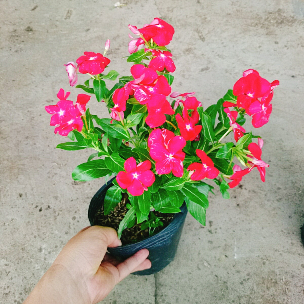 Cây hoa dừa cạn (Đỏ) , cây nở hoa rực rỡ quanh năm, cây hoa cảnh trồng ban công, sân vườn