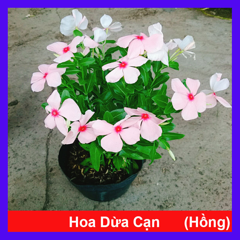 Cây hoa dừa cạn (Hồng) , cây nở hoa rực rỡ quanh năm, cây hoa cảnh trồng ban công, sân vườn