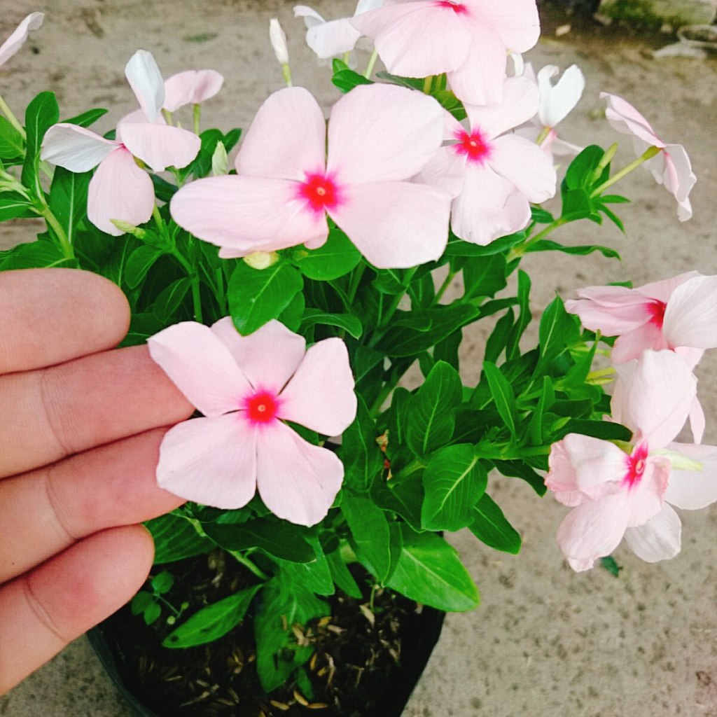 Cây hoa dừa cạn (Hồng) , cây nở hoa rực rỡ quanh năm, cây hoa cảnh trồng ban công, sân vườn