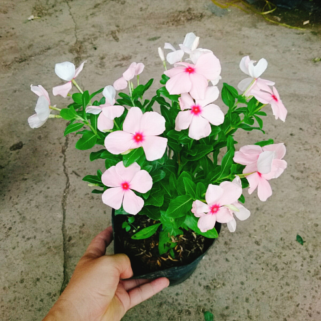 Cây hoa dừa cạn (Hồng) , cây nở hoa rực rỡ quanh năm, cây hoa cảnh trồng ban công, sân vườn