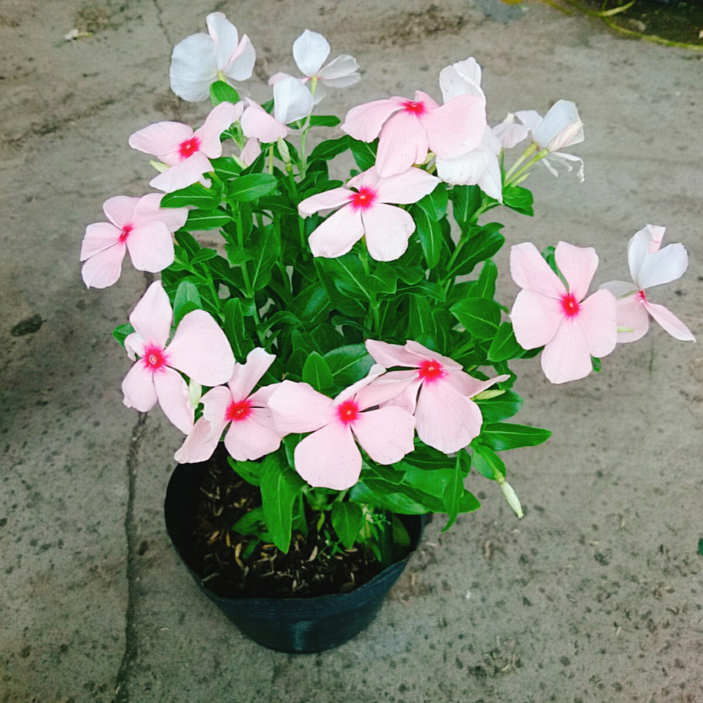 Cây hoa dừa cạn (Hồng) , cây nở hoa rực rỡ quanh năm, cây hoa cảnh trồng ban công, sân vườn