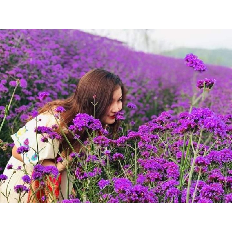 200 HẠT GIỐNG CỎ ROI NGỰA TÍM💥 SIÊU CUTE❤ NẢY MẦM CỰC TỐT