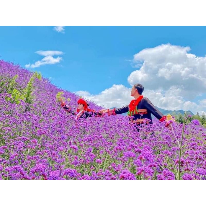 200 HẠT GIỐNG CỎ ROI NGỰA TÍM💥 SIÊU CUTE❤ NẢY MẦM CỰC TỐT