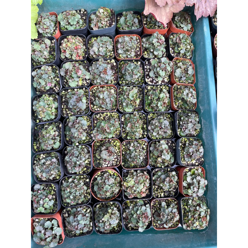 Cây Micro Straberry Begoina - set up, tạo điểm nhấn bể bán cạn, terrarium