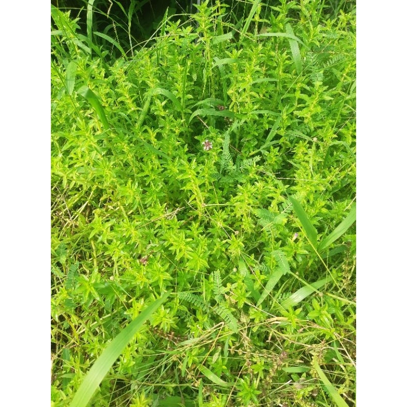 Cây Rau ngò om ( ảnh thật tại vườn) | Shopee Việt Nam