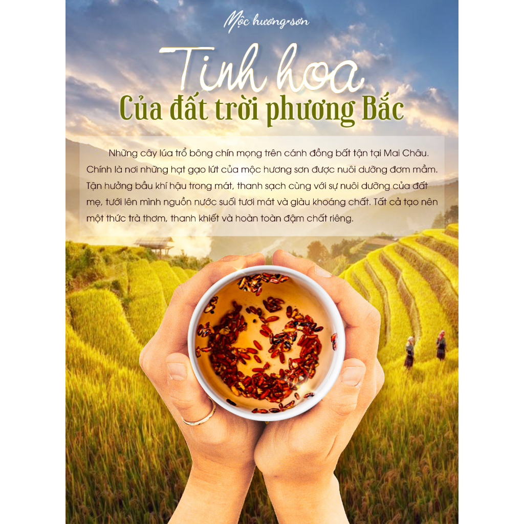 Trà Gạo Lứt Mộc Hương Sơn Hỗ Trợ Vóc Dáng - Trà Gạo Lứt Mộc Hương Sơn Giữ Gìn Vóc Dáng