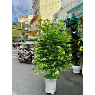 1 BÓ 10 CÀNH Lá Phong Giả - Loại 5 Nhánh Nhỏ & 3 Nhánh To - Lá Phong Xanh Đỏ Trang Trí Quán, Background